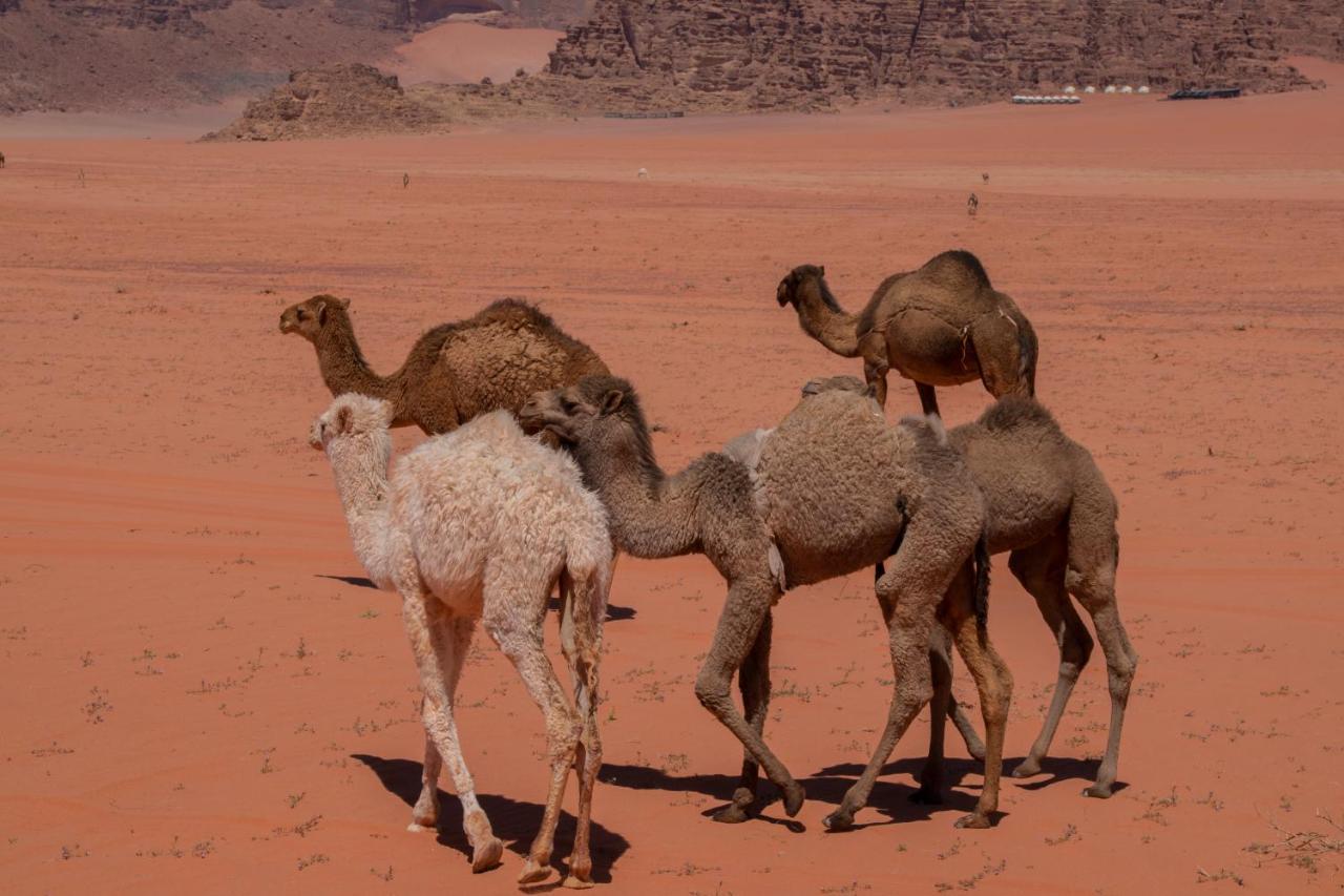 Wadirum Sunset Camp Hotel Wadi Rum Exterior photo